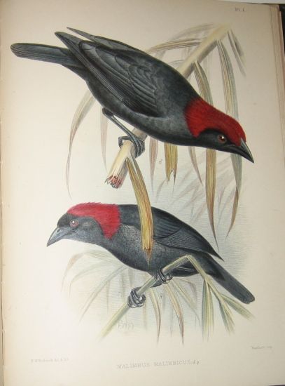 (BIRDS.) Bartlett, Edward. A Monograph of the Weaver-Birds . . . and Arboreal and Terrestrial Finches. Parts 1-5 in one vol. 1888-89